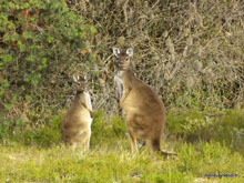 Kangourous - Kangaroo island - Australie
